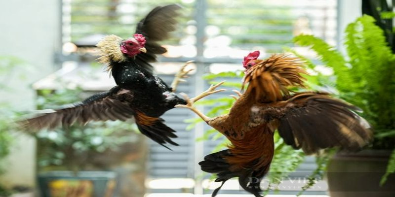 Hướng dẫn đá gà tại sảnh chi tiết